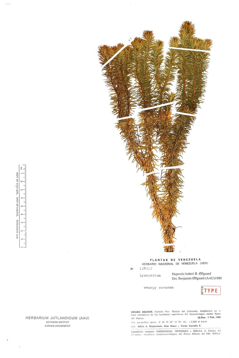 Huperzia huberi