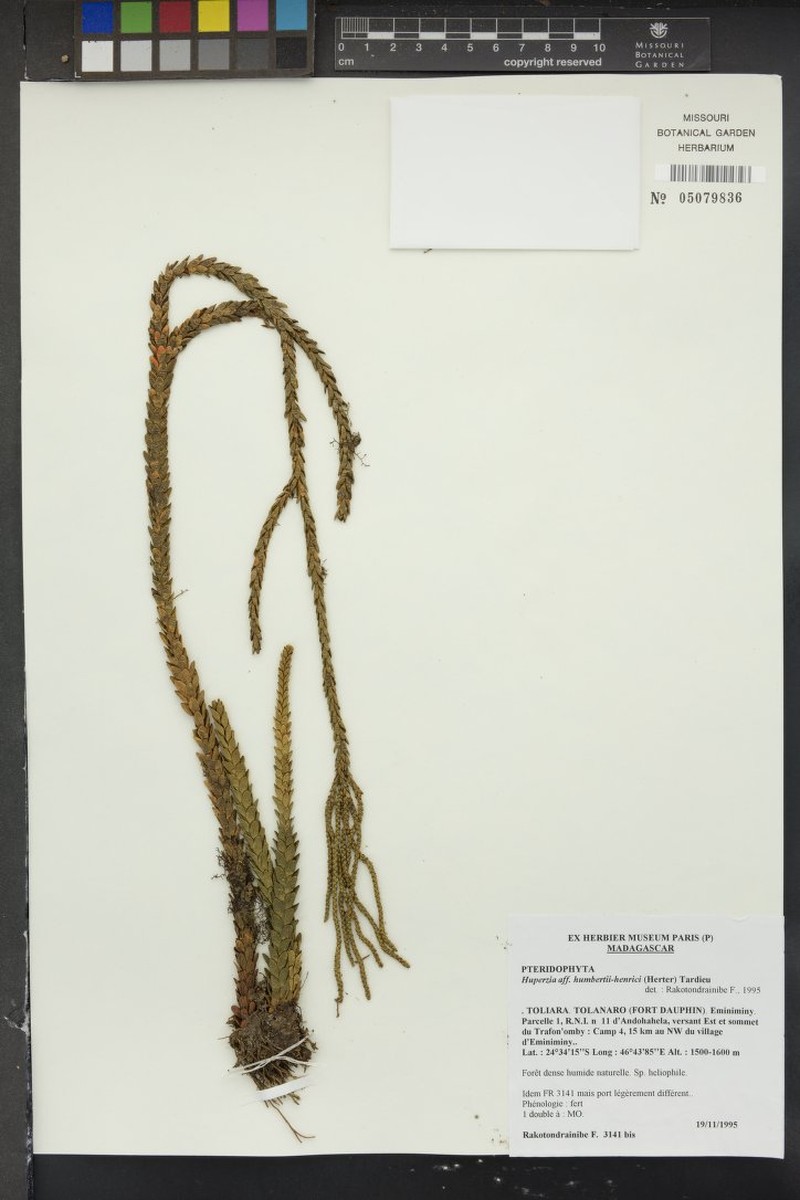 Huperzia humbertii-henrici