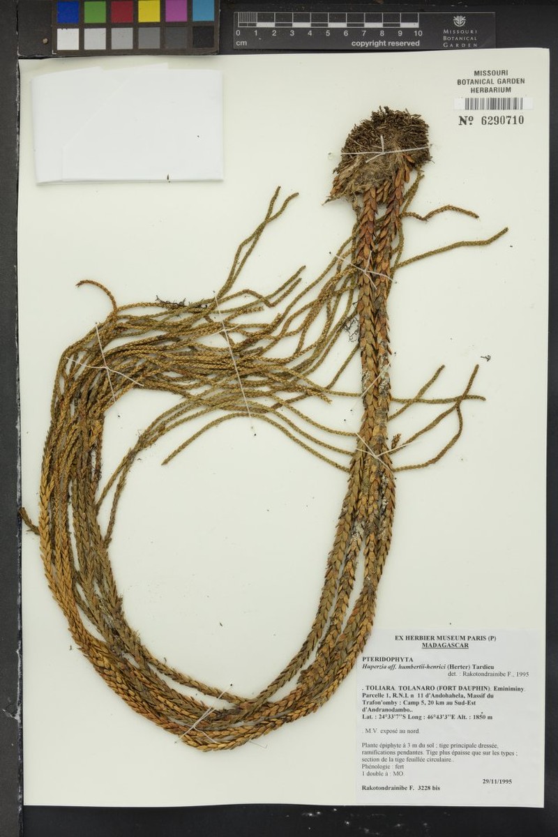 Huperzia humbertii-henrici photo 2