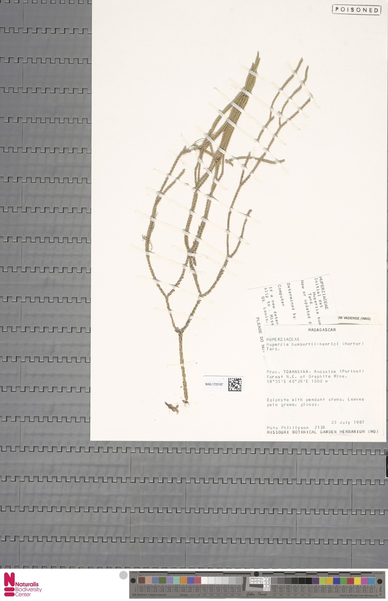 Huperzia humbertii-henrici photo 4