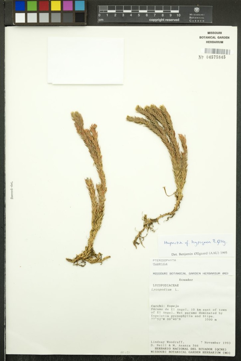 Huperzia hypogaea
