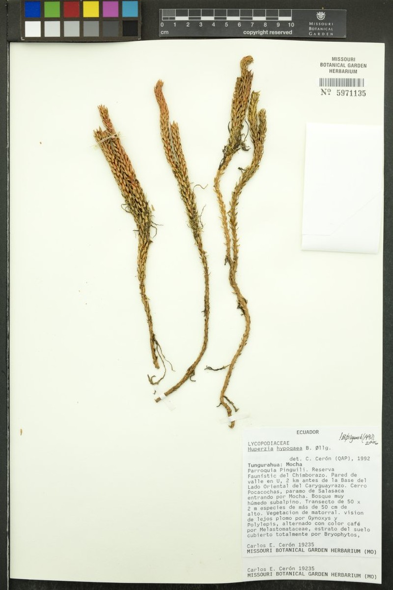 Huperzia hypogaea photo 2