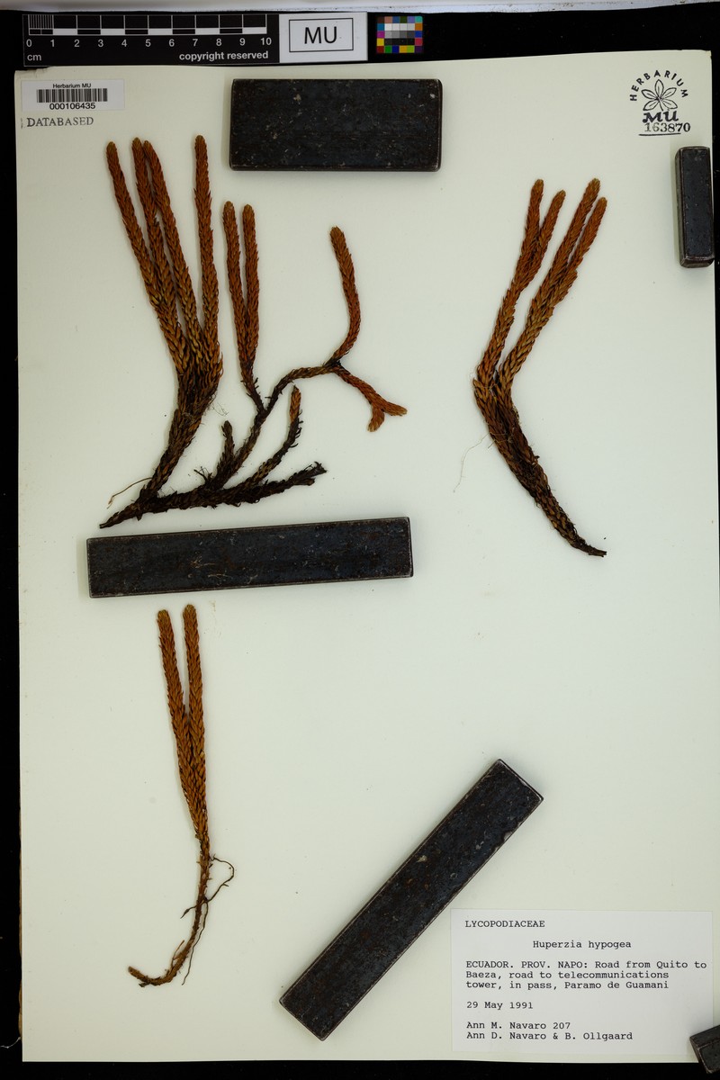 Huperzia hypogaea photo 3