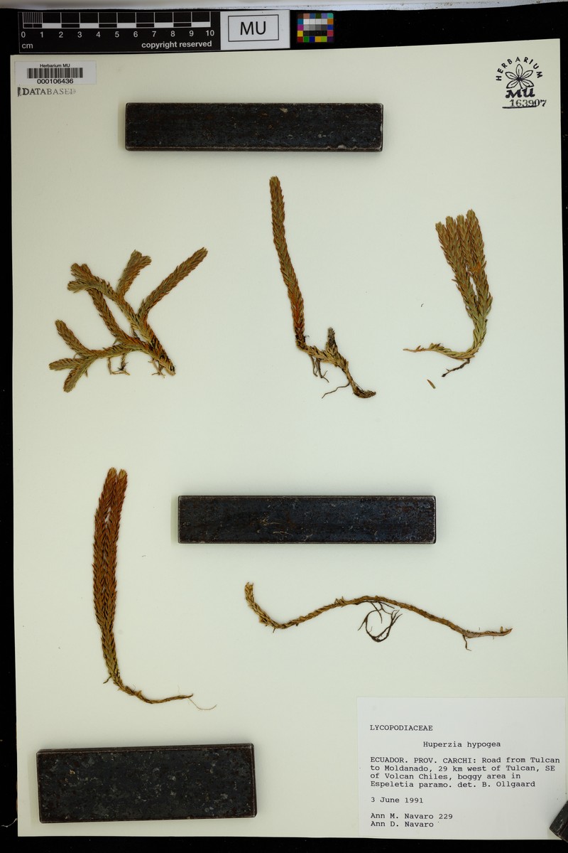 Huperzia hypogaea photo 4