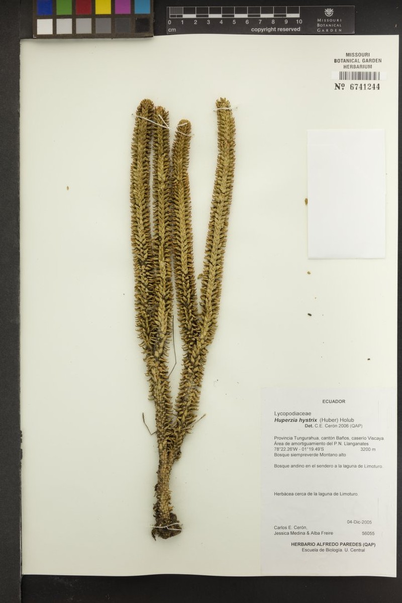 Huperzia hystrix