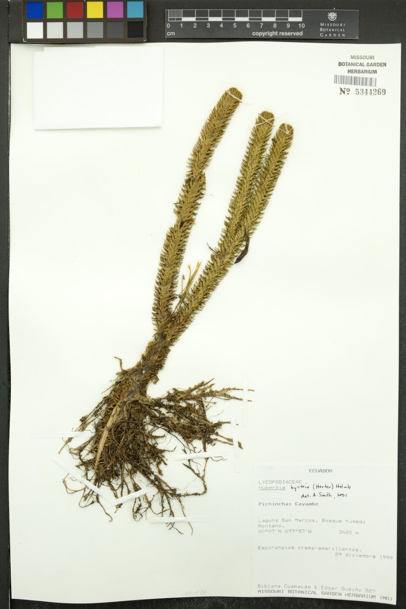Huperzia hystrix photo 2
