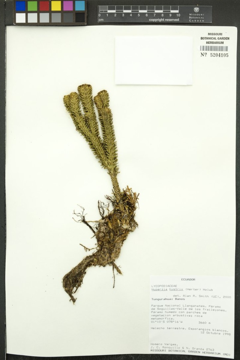 Huperzia hystrix photo 3