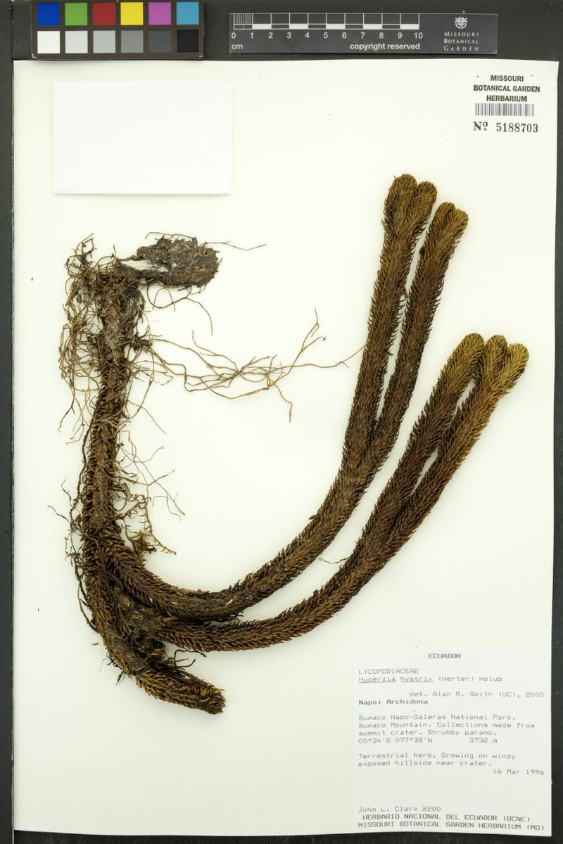 Huperzia hystrix photo 4