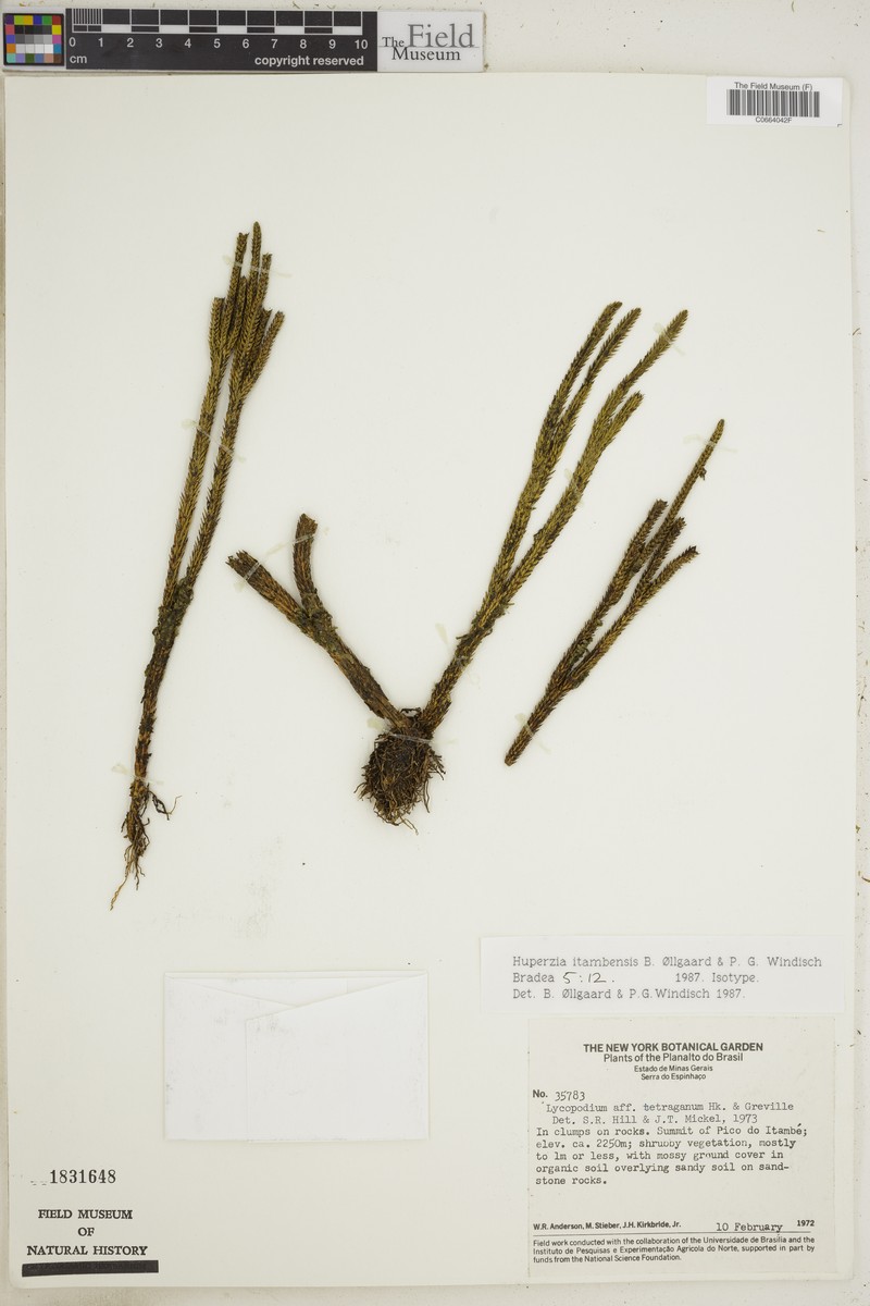 Huperzia itambensis