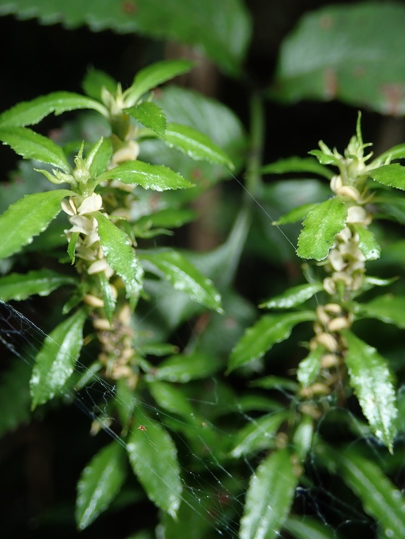 Huperzia javanica