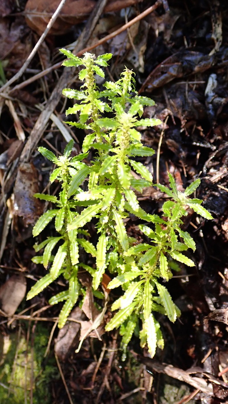Huperzia javanica photo 2