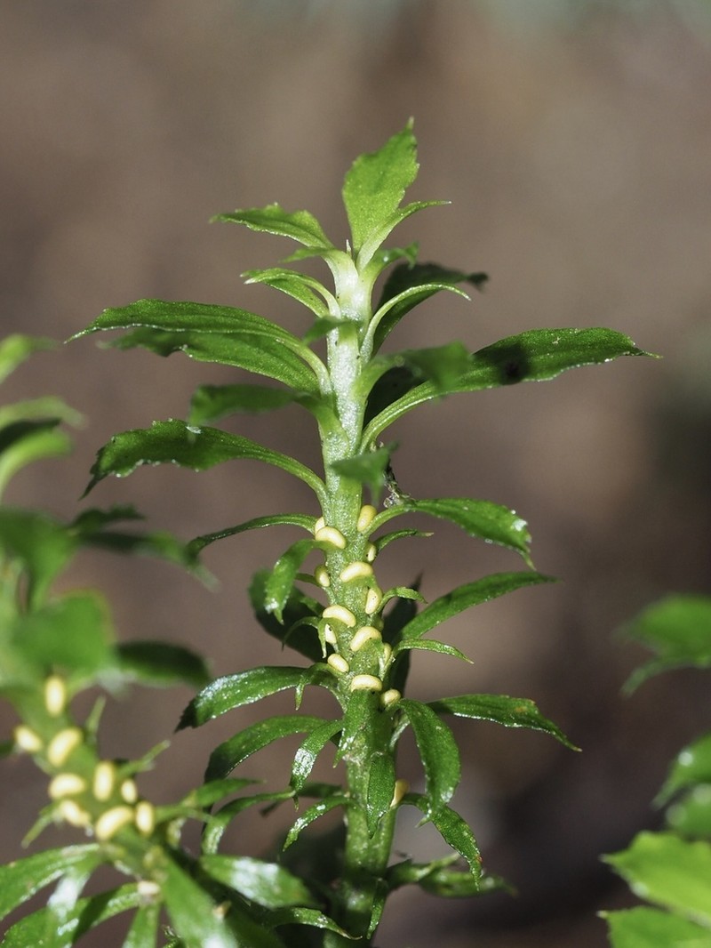 Huperzia javanica photo 3