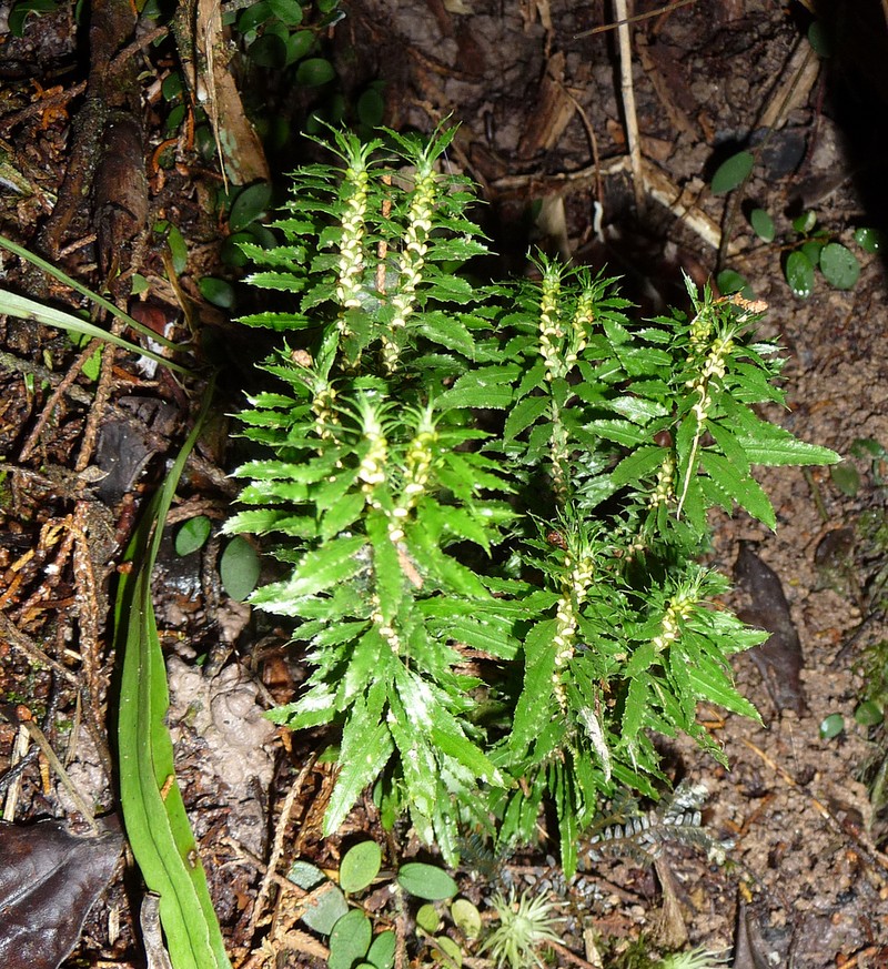 Huperzia javanica photo 4
