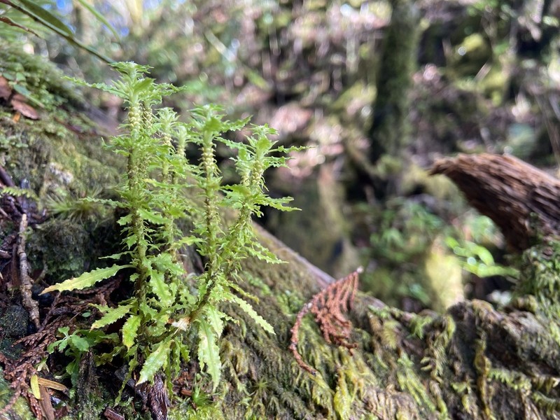 Huperzia javanica photo 5