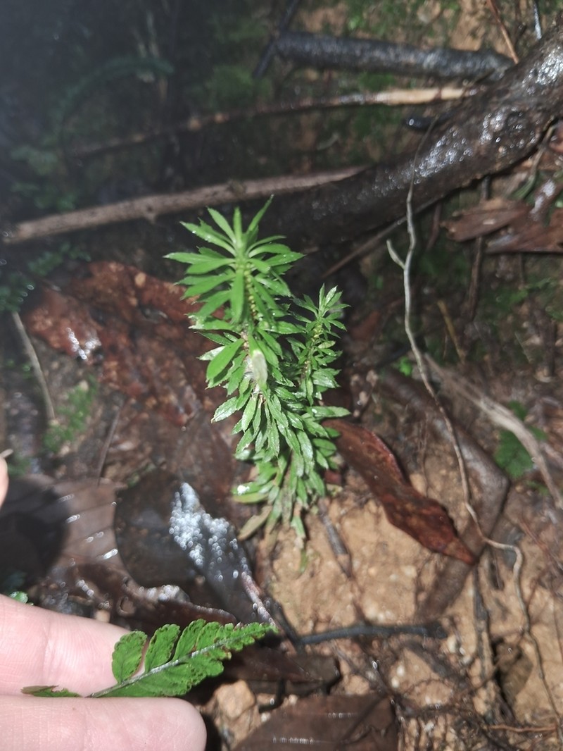 Huperzia javanica photo 6