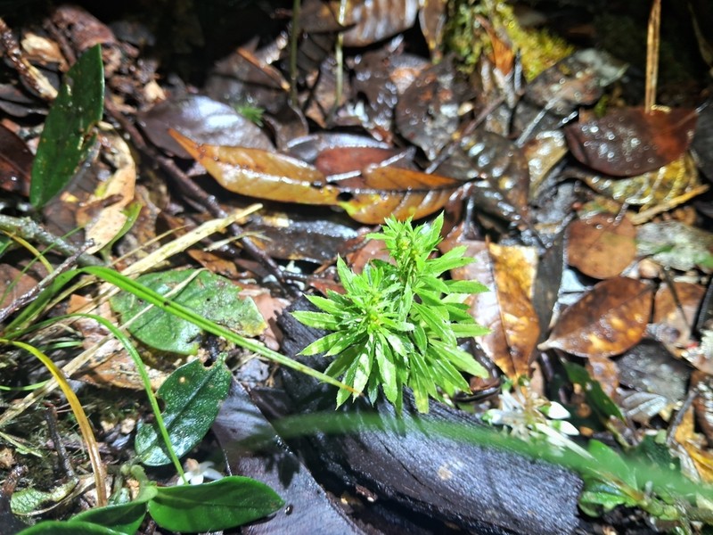 Huperzia javanica photo 7