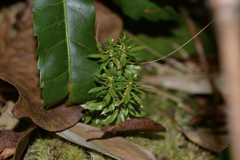 Huperzia javanica photo 8
