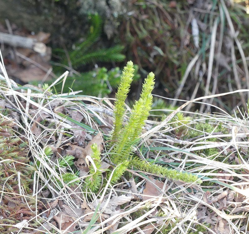 Huperzia jejuensis photo 2