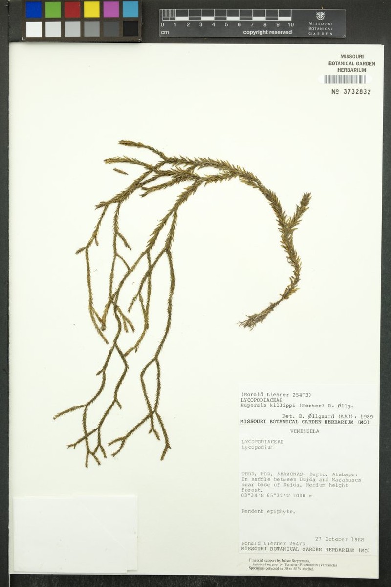 Huperzia killipii