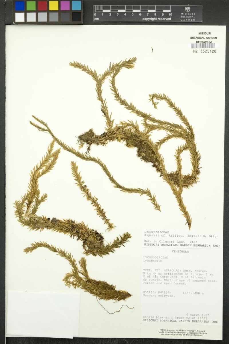 Huperzia killipii photo 2