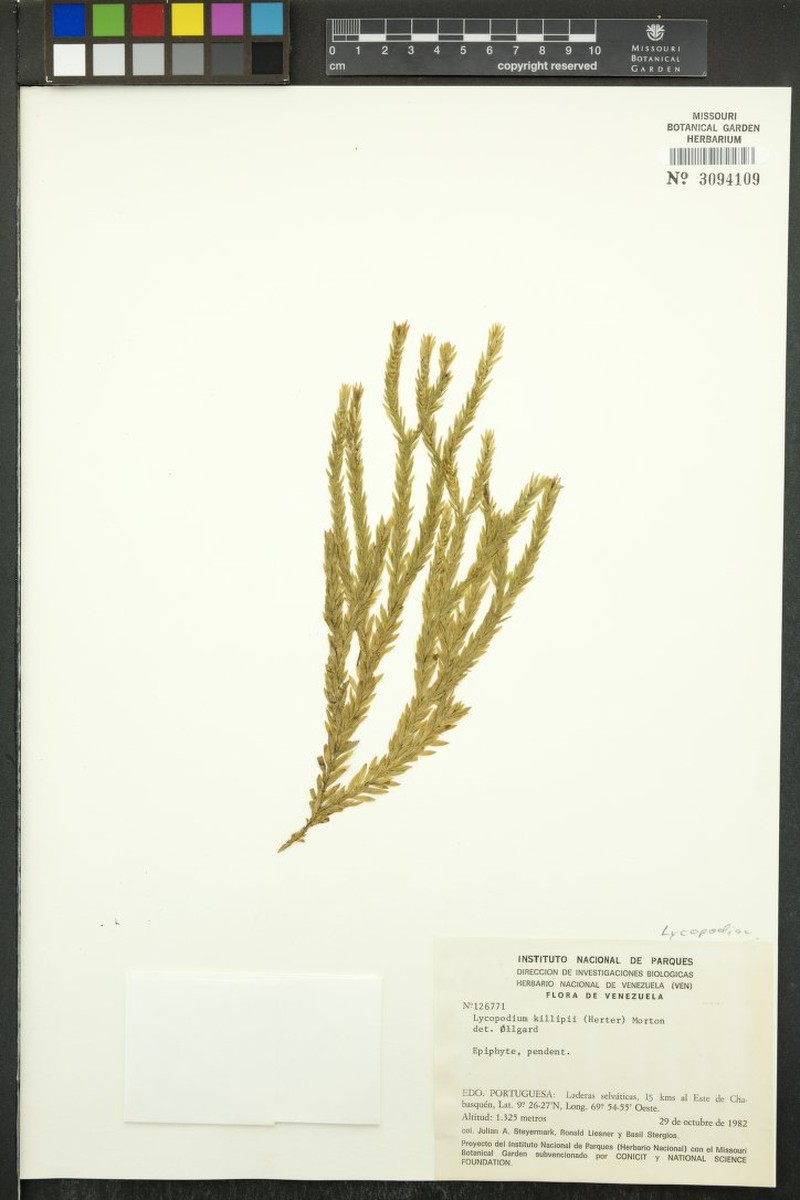 Huperzia killipii photo 3