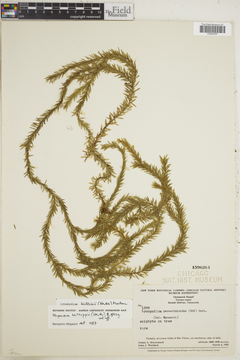 Huperzia killipii photo 4