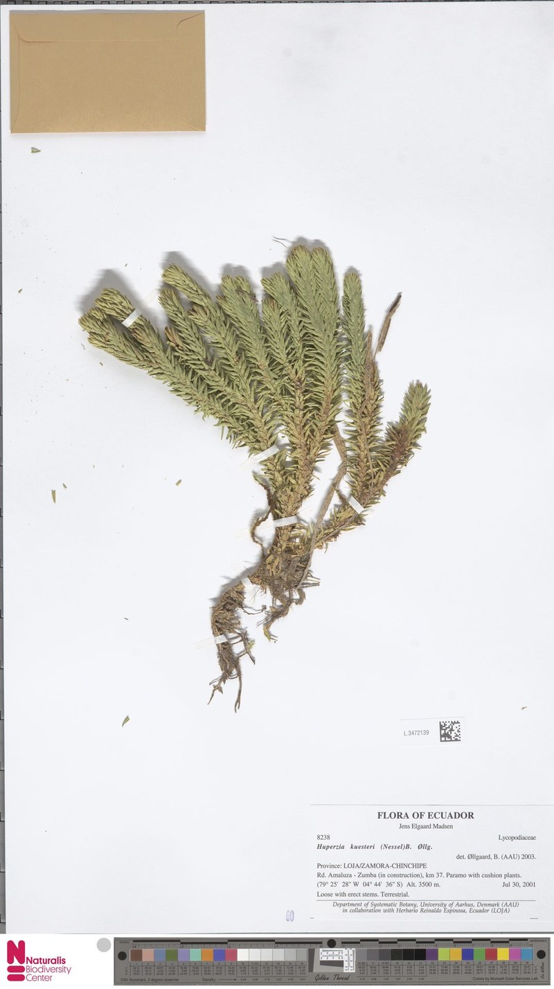 Huperzia kuesteri