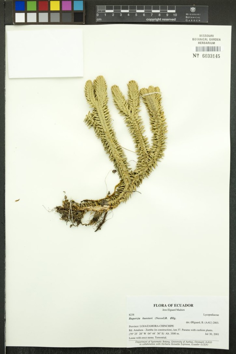 Huperzia kuesteri photo 2