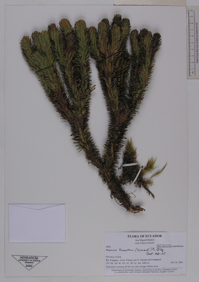 Huperzia kuesteri photo 3