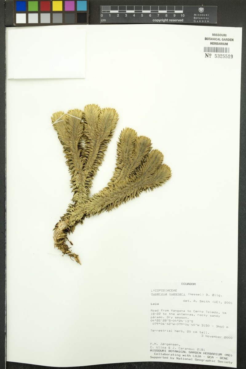 Huperzia kuesteri photo 4