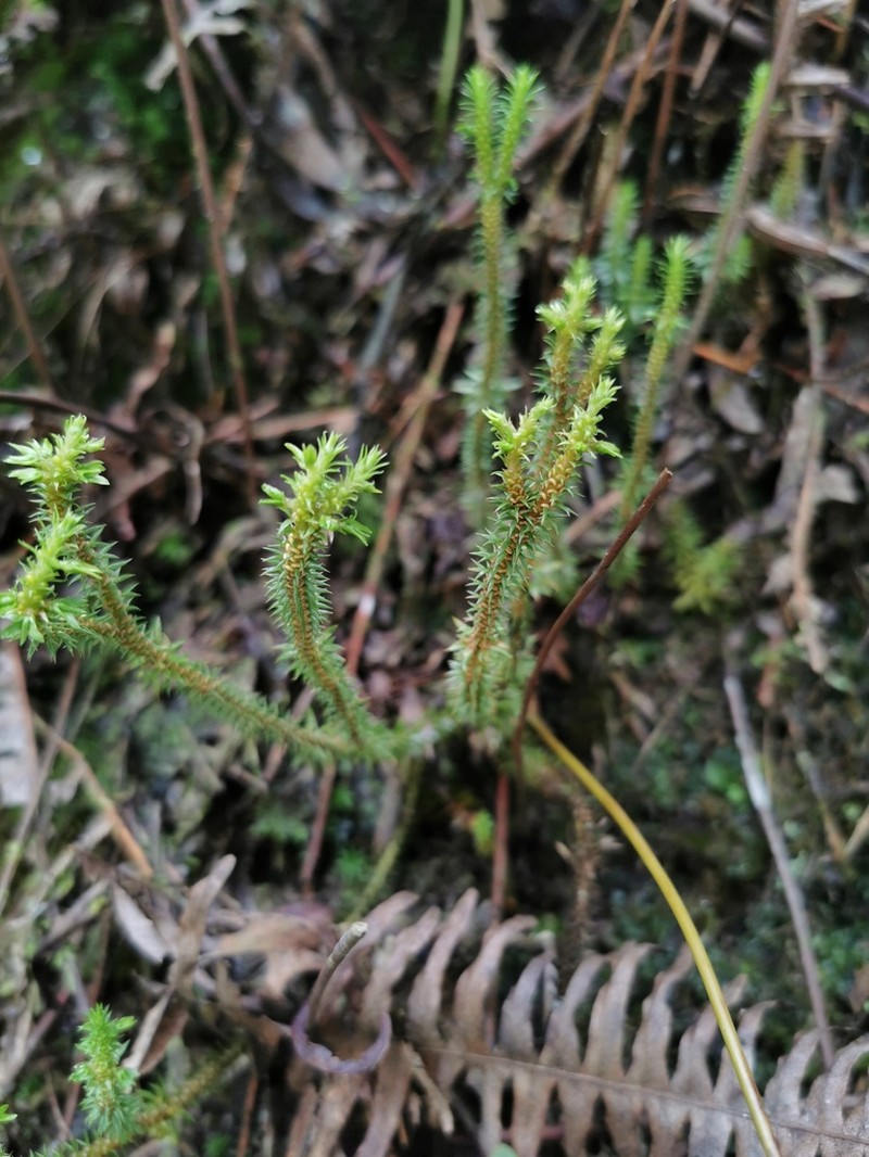 Huperzia kunmingensis