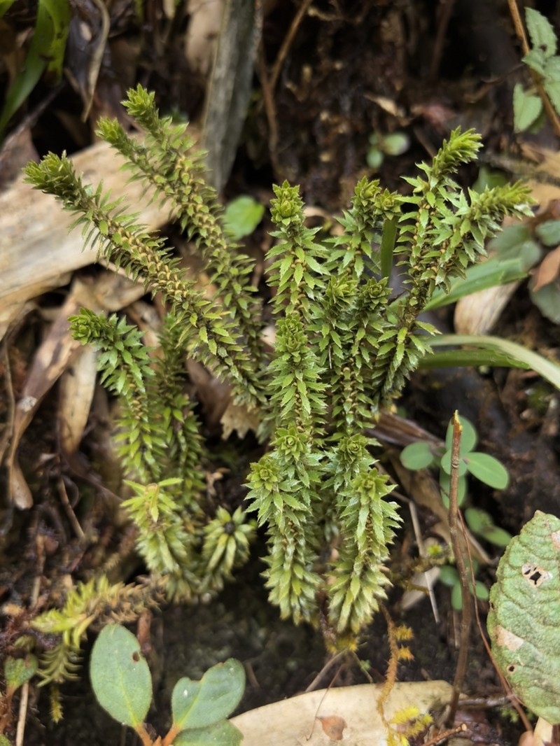 Huperzia kunmingensis photo 2
