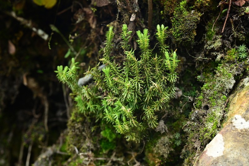 Huperzia leishanensis