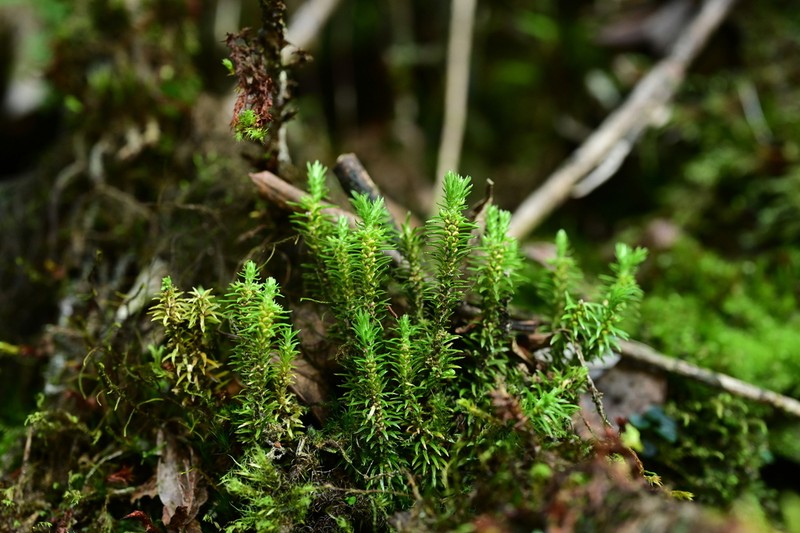 Huperzia leishanensis photo 2