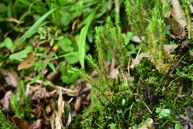 Huperzia leishanensis photo 3