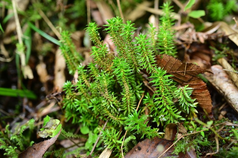 Huperzia leishanensis photo 4