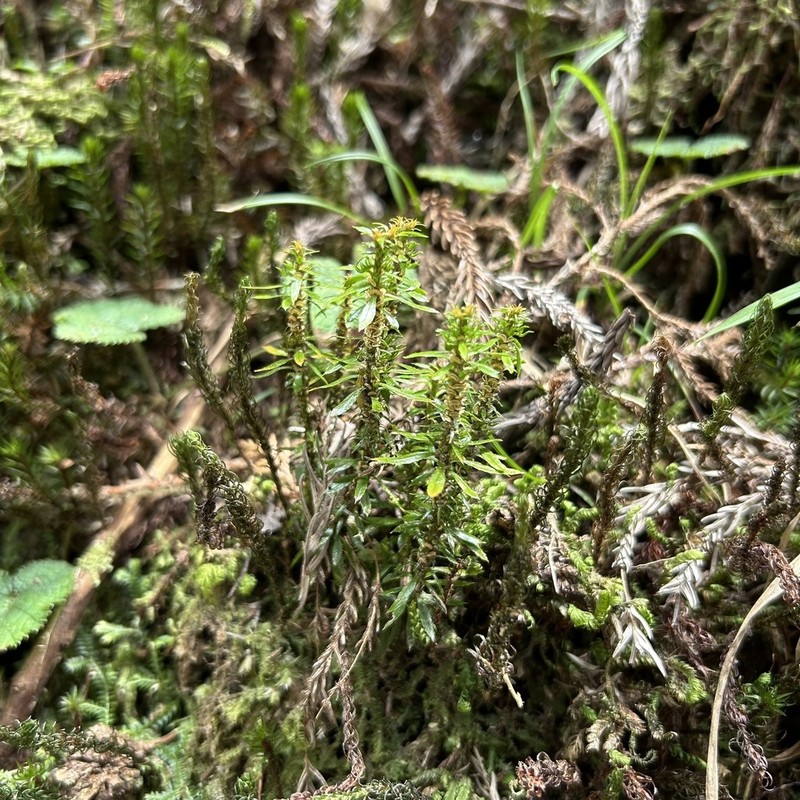 Huperzia liangshanica
