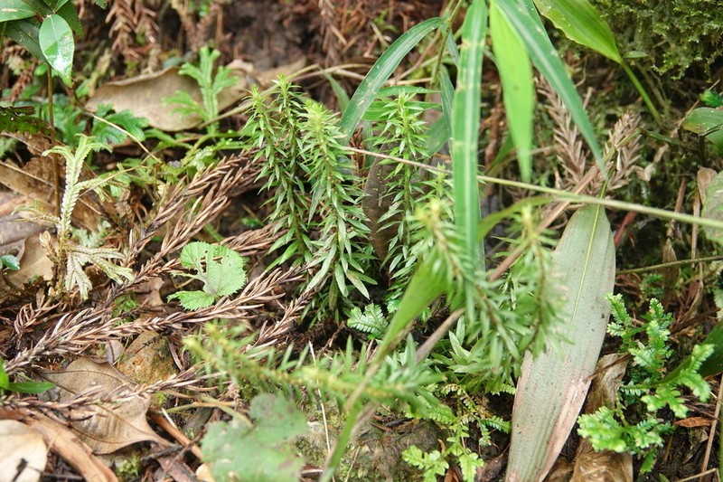 Huperzia liangshanica photo 5