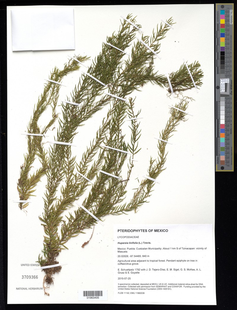 Needleleaf Clubmoss photo 2