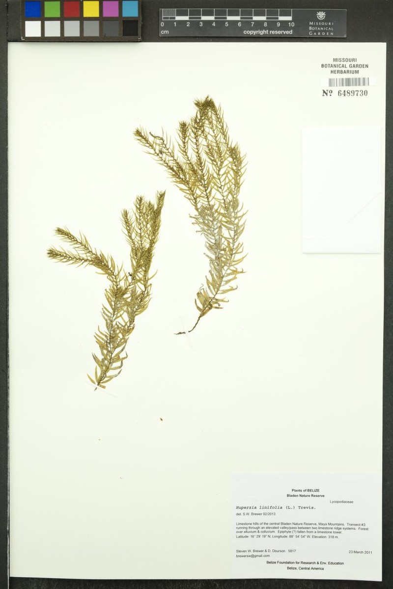 Needleleaf Clubmoss photo 3