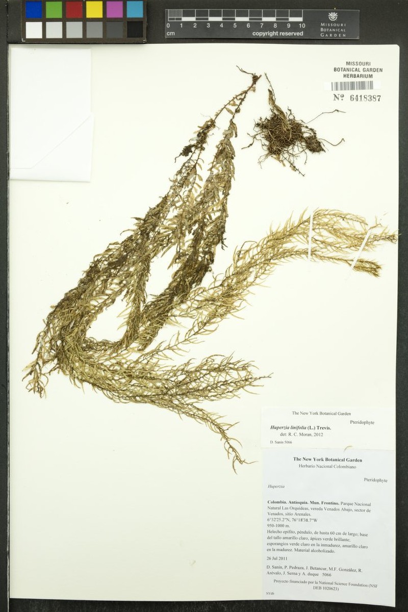 Needleleaf Clubmoss photo 4