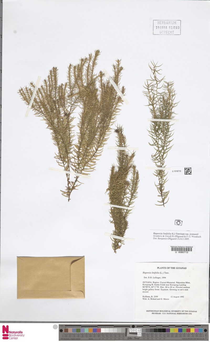 Huperzia linifolia var. jenmanii