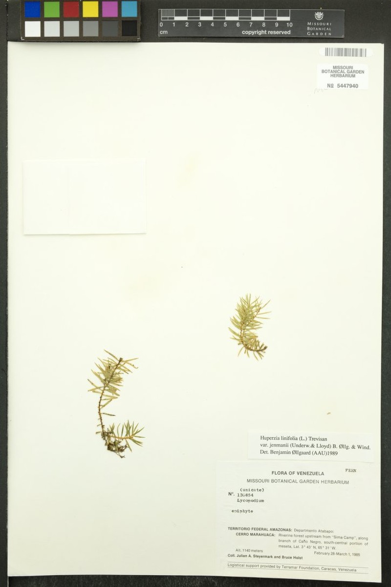 Huperzia linifolia var. jenmanii photo 2