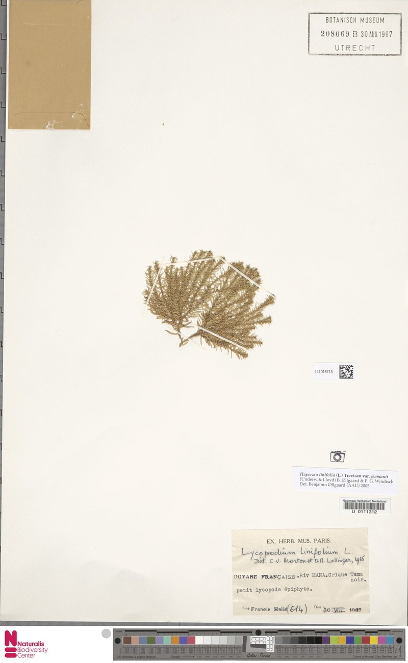 Huperzia linifolia var. jenmanii photo 3