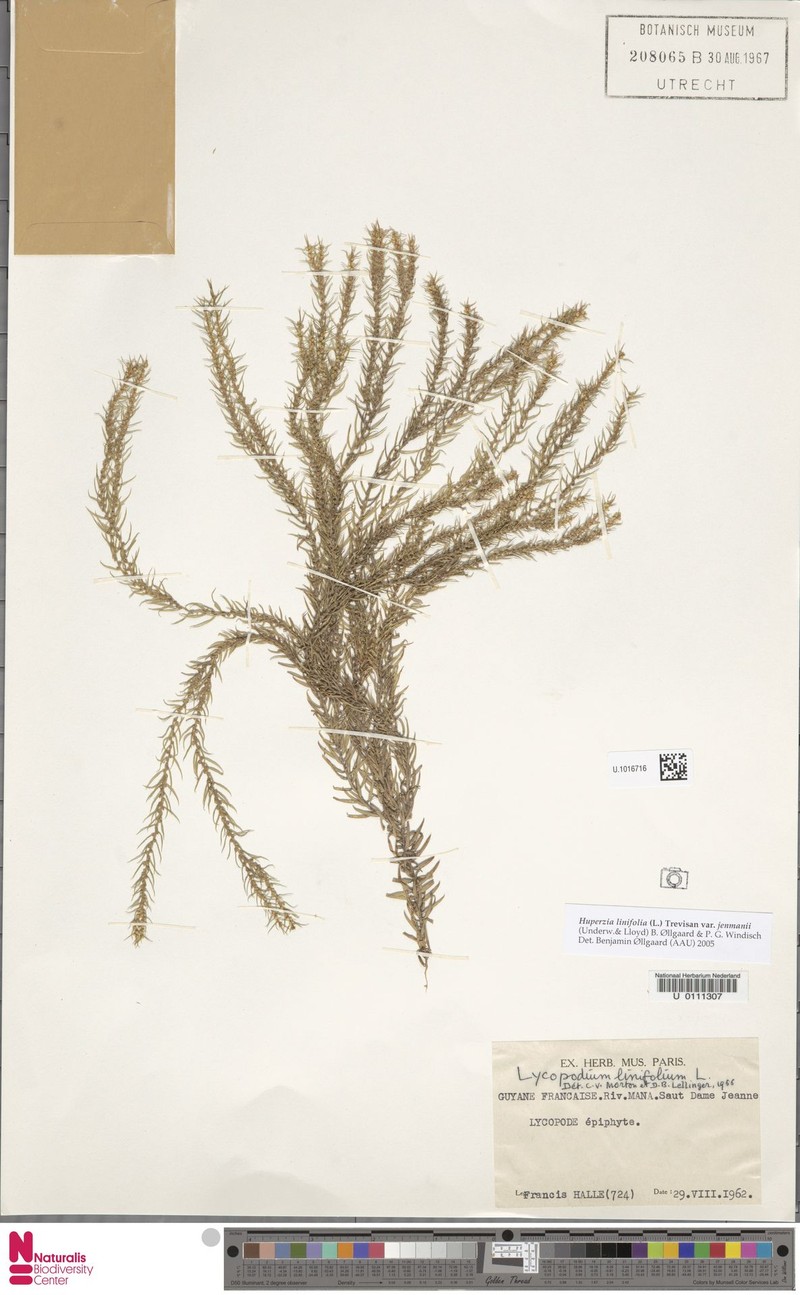 Huperzia linifolia var. jenmanii photo 4