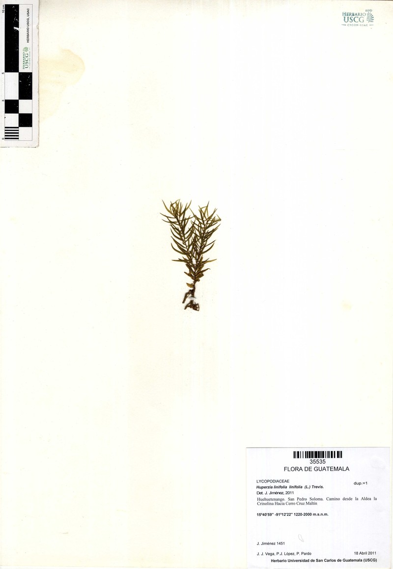 Huperzia linifolia var. linifolia