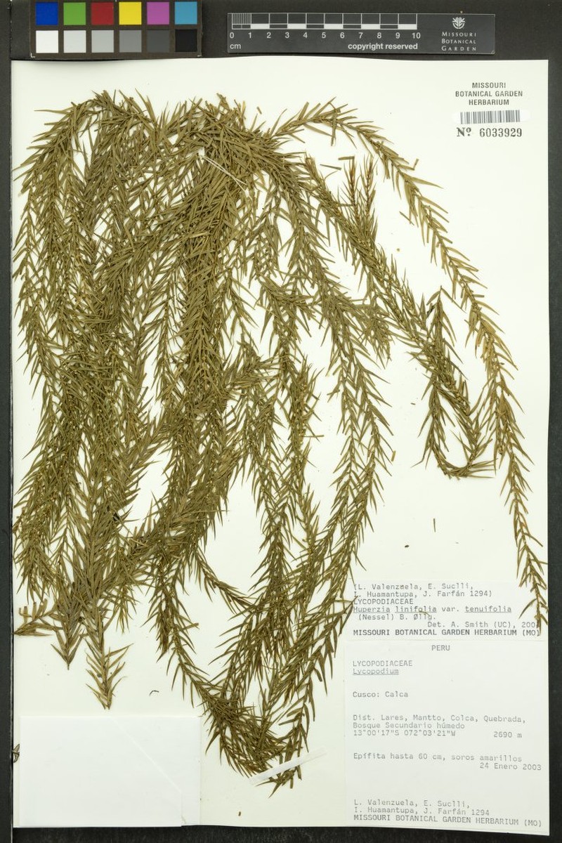Huperzia linifolia var. tenuifolia