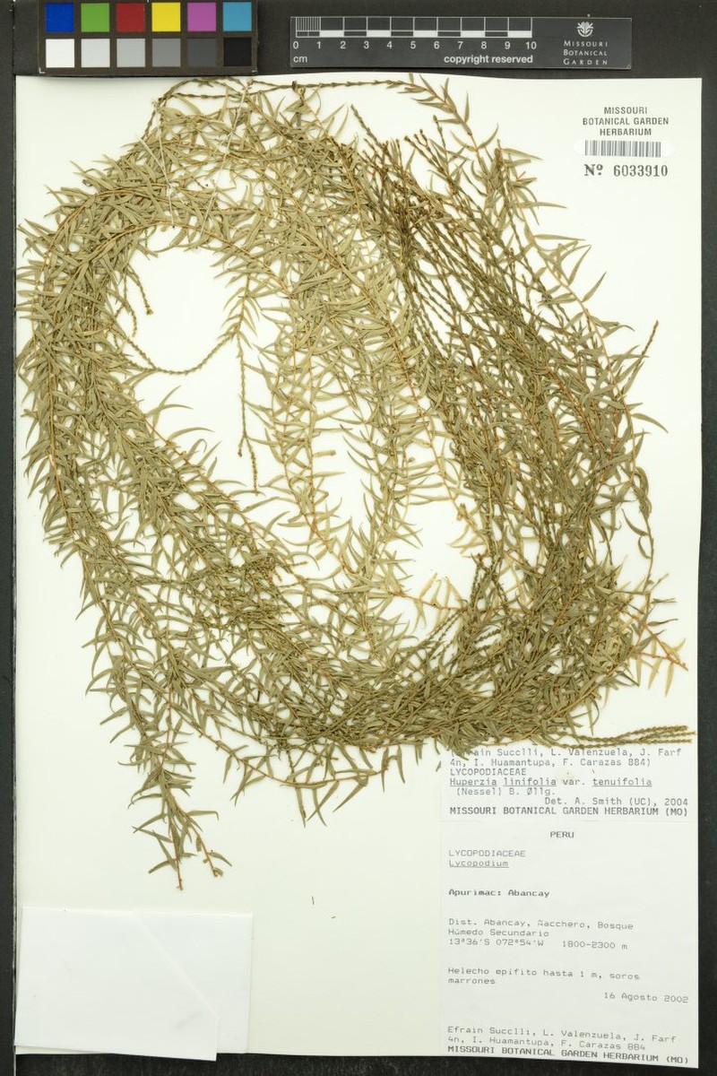 Huperzia linifolia var. tenuifolia photo 2