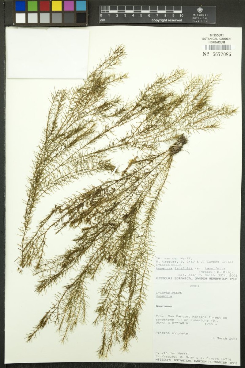 Huperzia linifolia var. tenuifolia photo 3