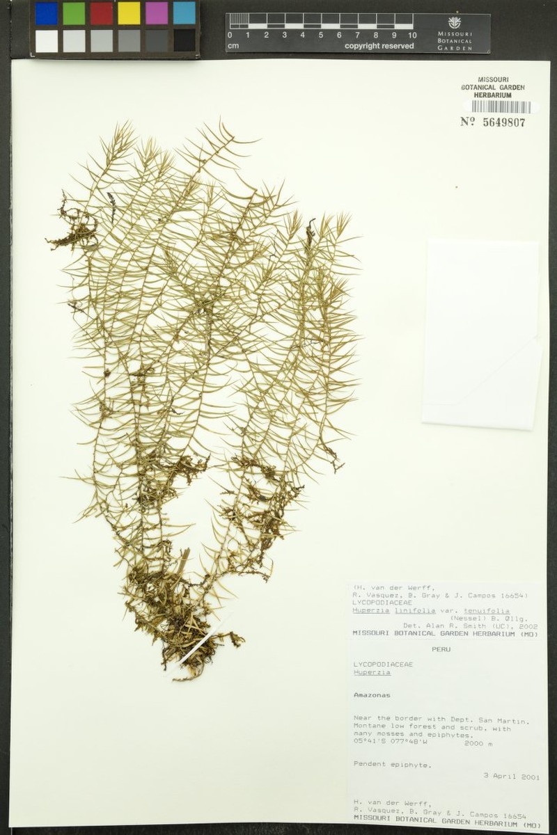 Huperzia linifolia var. tenuifolia photo 4